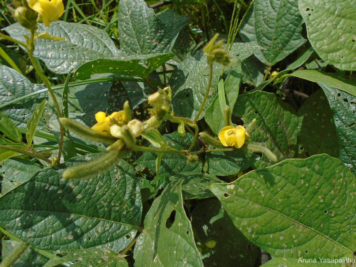 Vigna mungo (L.) Hepper